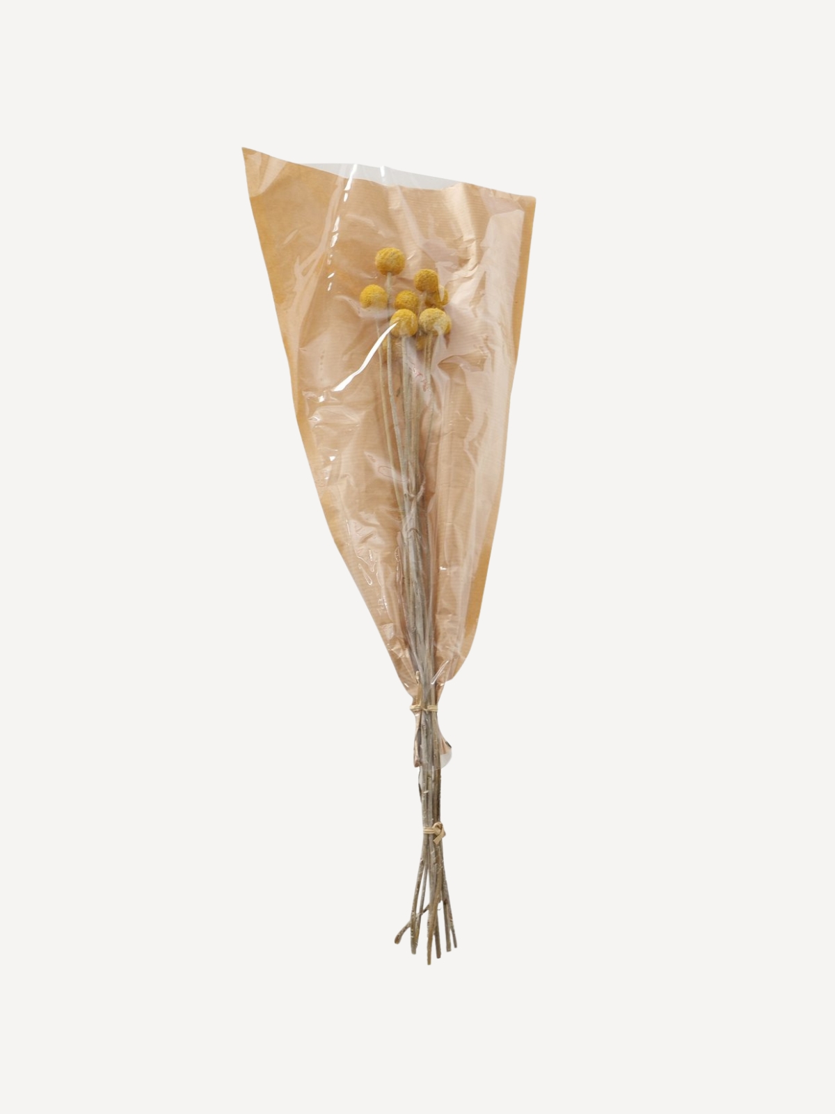 Dried Flower Merina